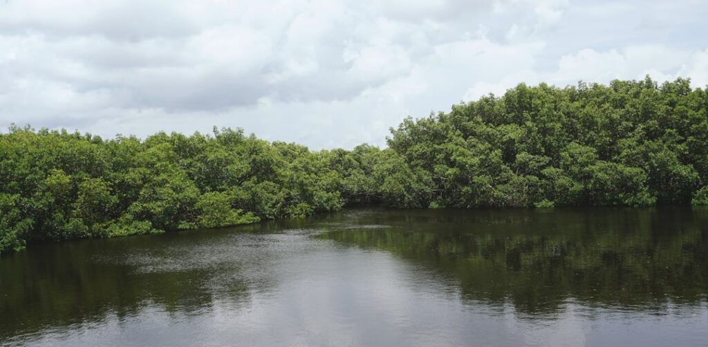 La experiencia única del Jungle Tour en lanchas rápidas que no te puedes perder en el Caribe Mexicano