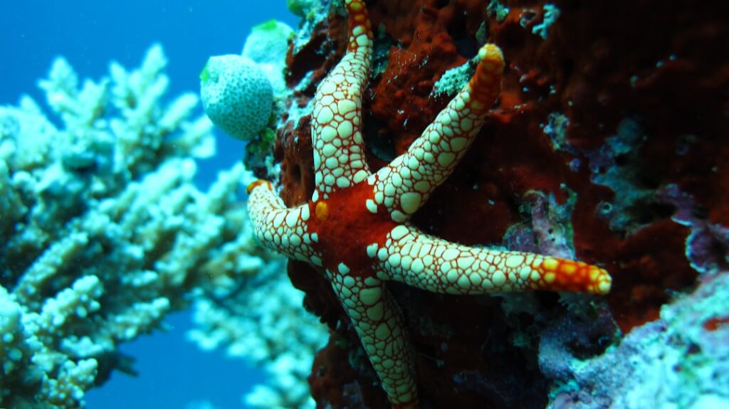 La Guía definitiva para hacer snorkel en Cozumel y El Cielo que nadie te quiere contar