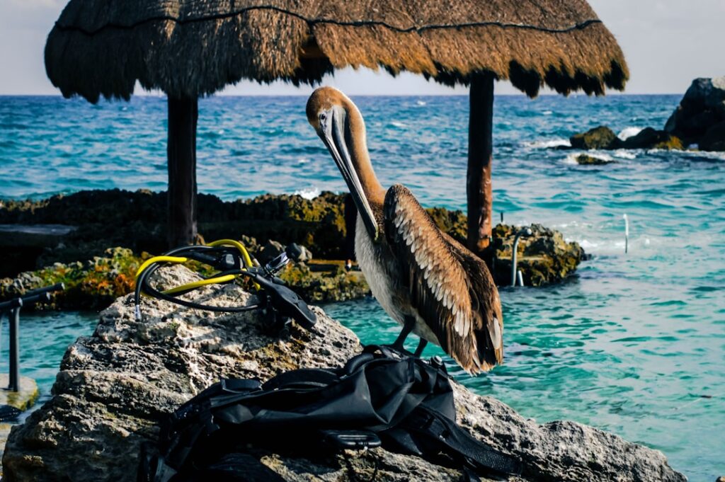 La Guía definitiva para aprovechar al máximo tu visita al Parque Xcaret en el Caribe Mexicano