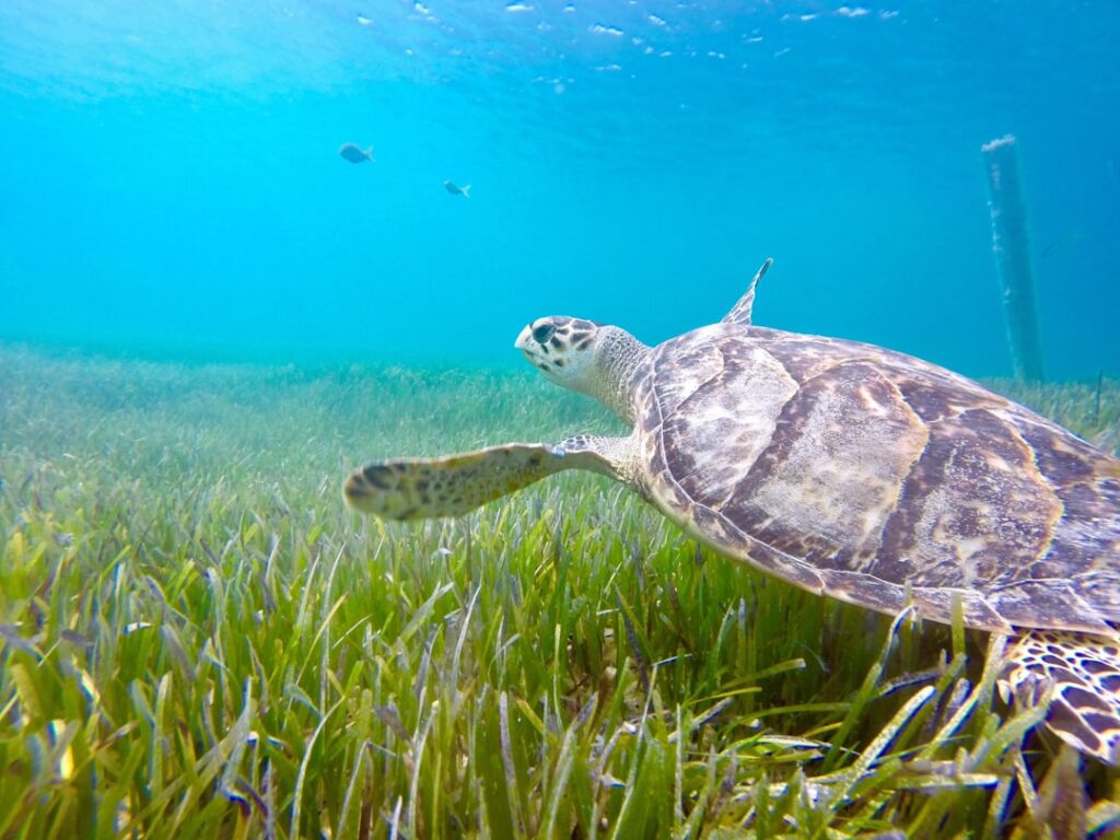 La Guía Definitiva para Nadar con Tortugas en Akumal y Vivir una Experiencia Inolvidable