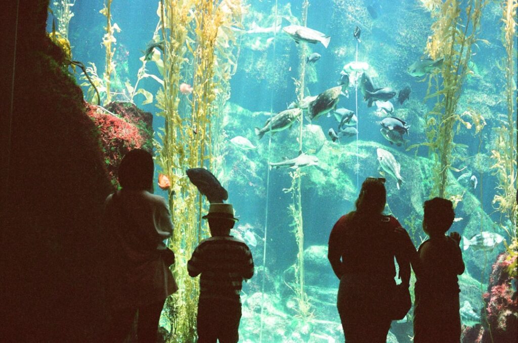 La Guía definitiva para descubrir el Museo Subacuático de Arte en el Caribe Mexicano