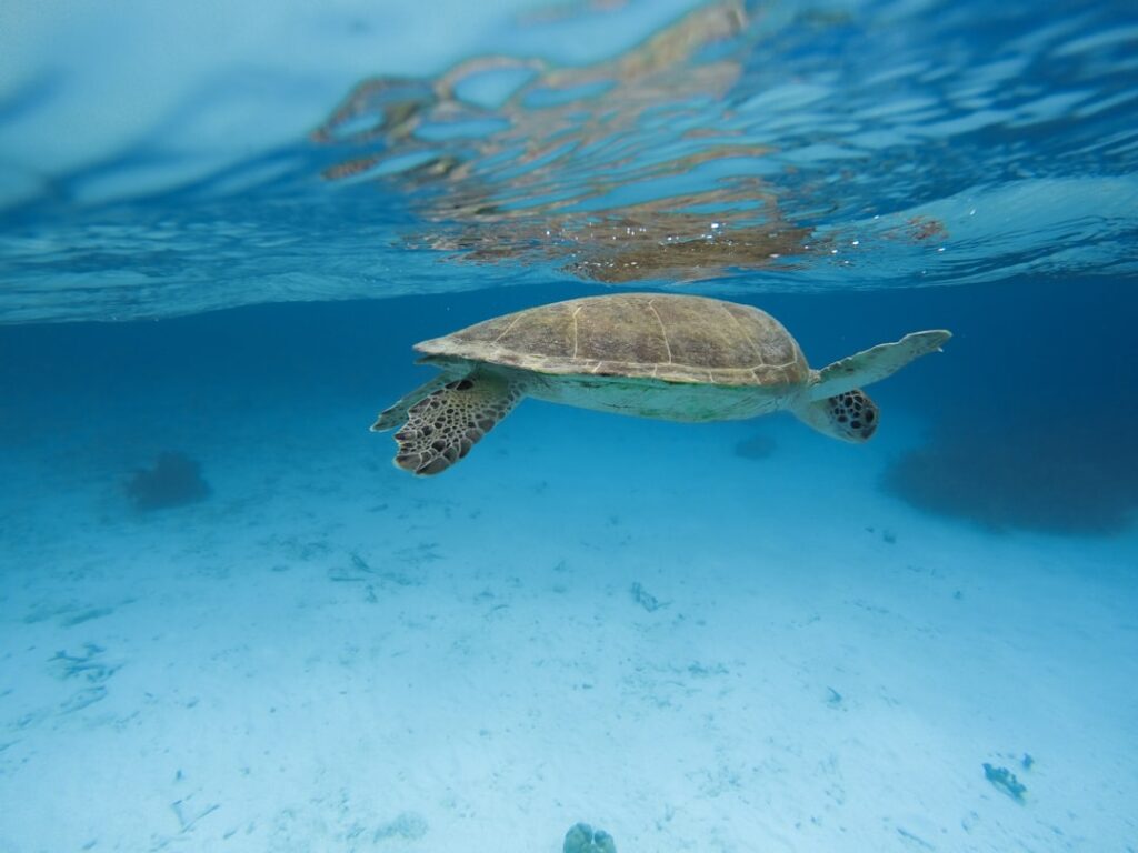 La Guía Definitiva para Nadar con Tortugas en Akumal y Vivir una Experiencia Inolvidable